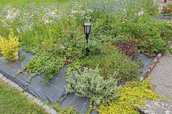Blumenwiese